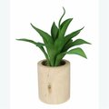 Youngs 9.25 in. Artificial Agave in Wood Case 12036
